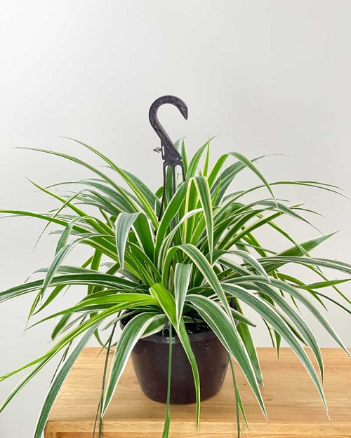 Different Types of Spider Plants 1