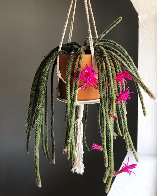 low-light indoor hanging plants 5
