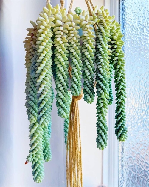 low-light indoor hanging plants 9