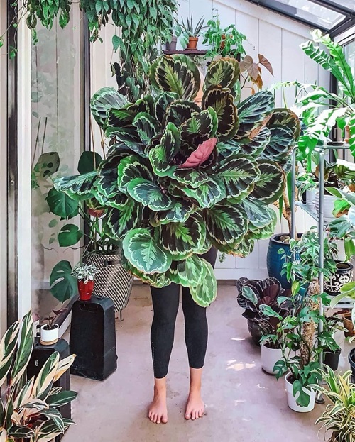 A woman posing next to a tall Calathea-Roseopicta plant 2