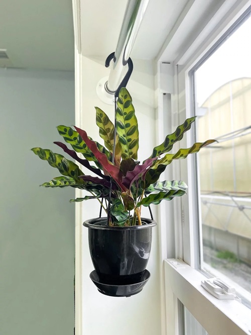low-light indoor hanging plants 13