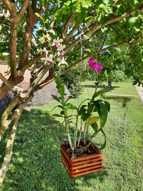 Dendrobium Hanging Basket