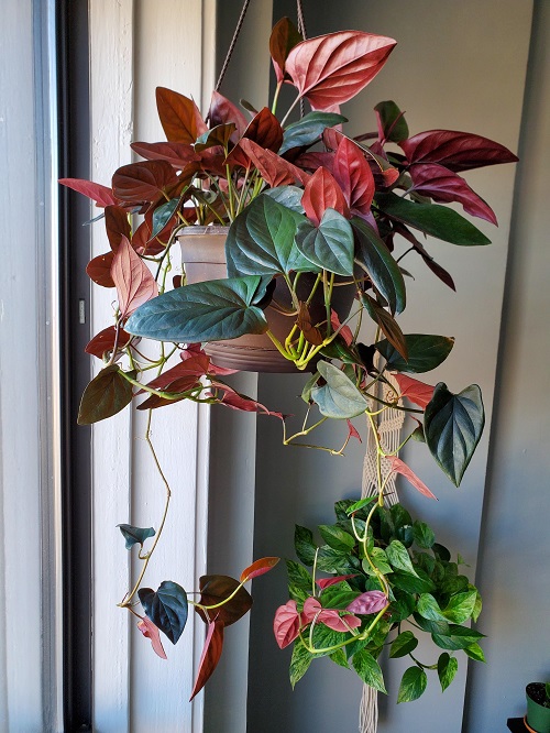 Erythrophyllum Colorful Houseplants 