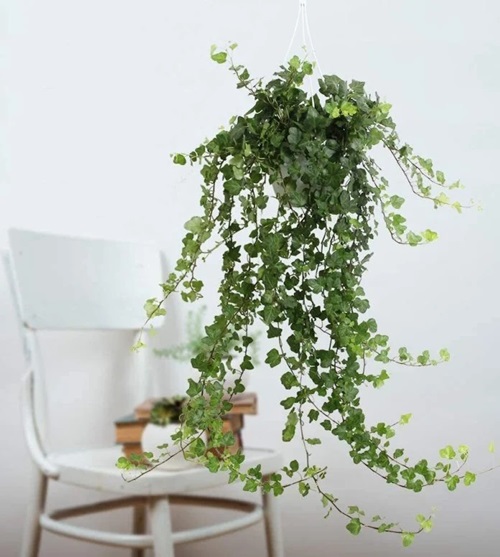 low-light indoor hanging plants 6