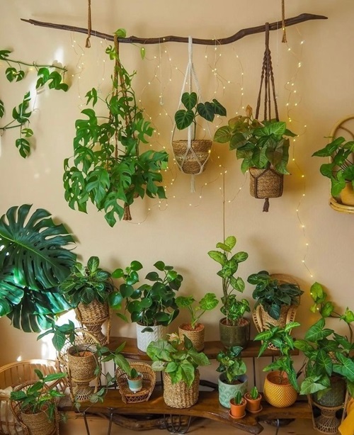 low-light indoor hanging plants 1
