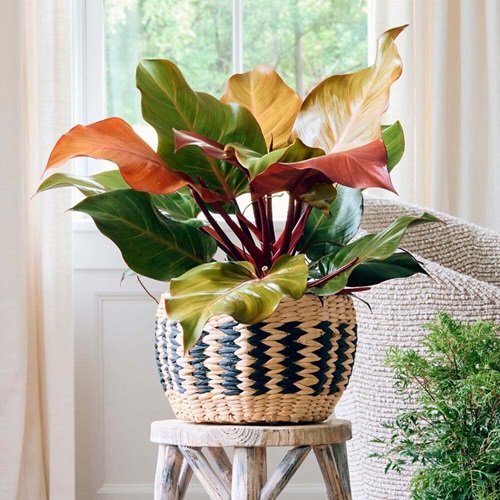 Philodendron-McColleys in a woven basket on a stool 9