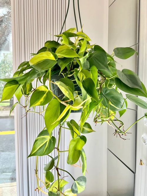 low-light indoor hanging plants 8