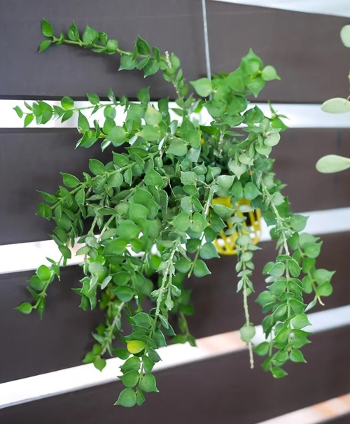 low-light indoor hanging plants 3