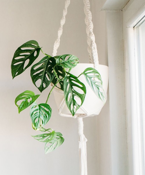 low-light indoor hanging plants 2