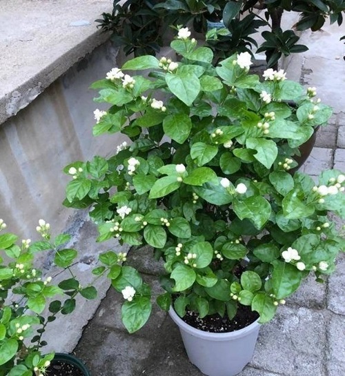 Beli Flower Aromatic plant in garden 