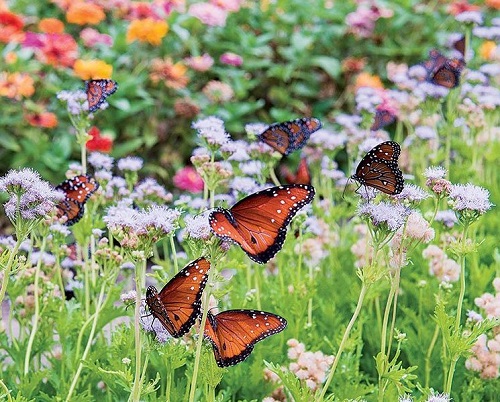 Bees and Butterflies in Your Garden 