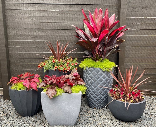 Big Impact with Container Gardening
