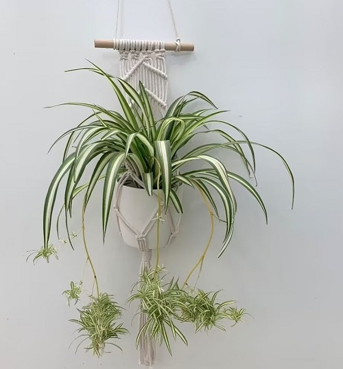 Spider plant varieties that you can grow