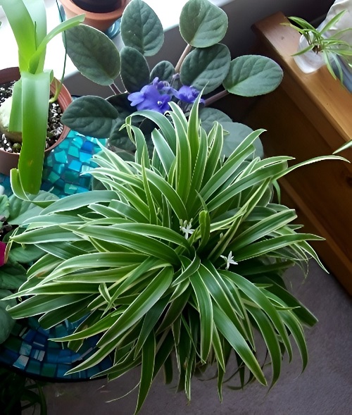 Spider plant varieties that you can grow in Home