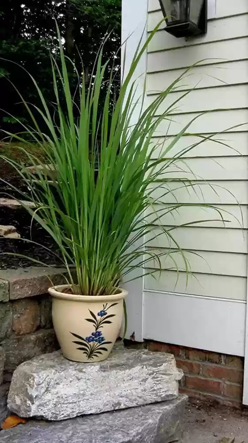 Lemongrass potted plant near wall