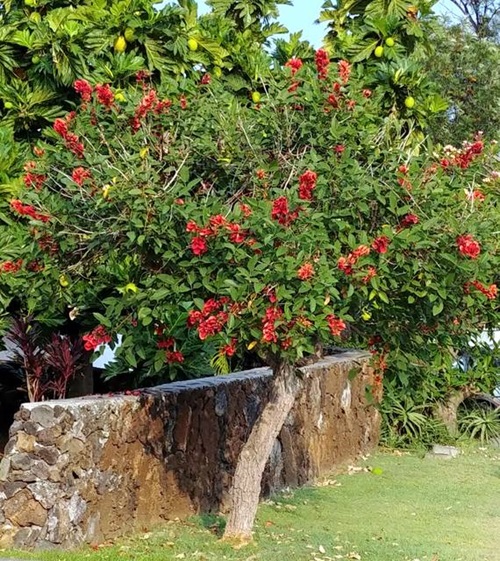 Indian Coral Tree in garden Aromatic plant