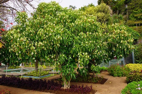 Grow Adulsa Plant in India