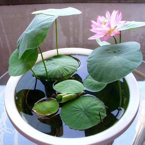 Lotus Pooja Flowers for Ram Bhagwan 