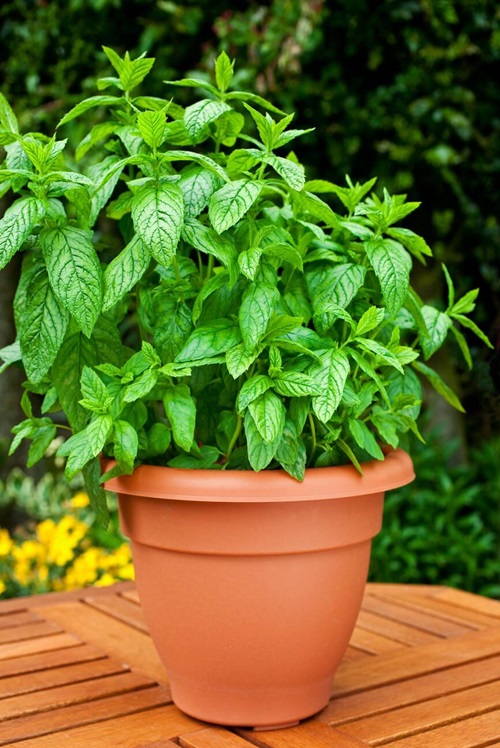 Mint potted plant on table garden