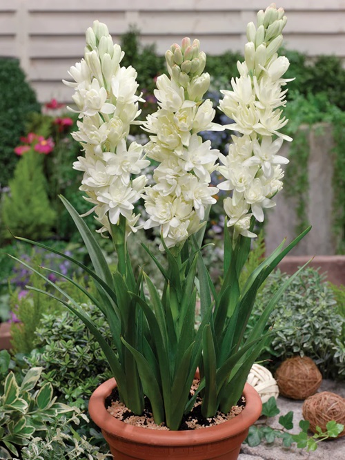 Tuberose plant in teracota pot Aromatic Plants for Garden and Homes
