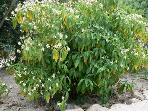  Adulsa Plant in garden