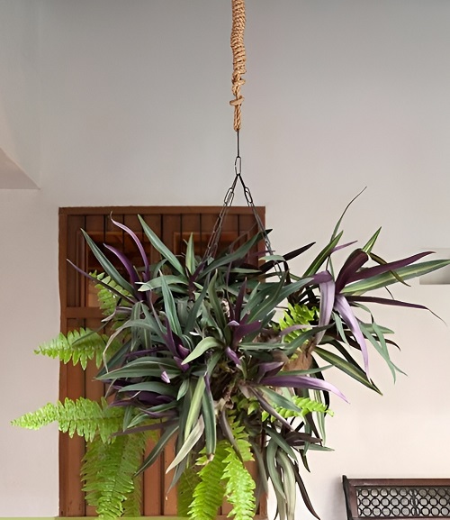 Low Light Indoor Hanging Plants 1