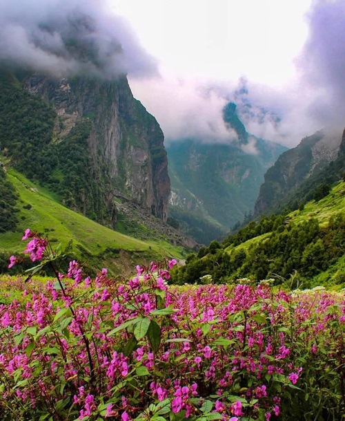 What is the Best Time to Visit Valley of Flowers in India