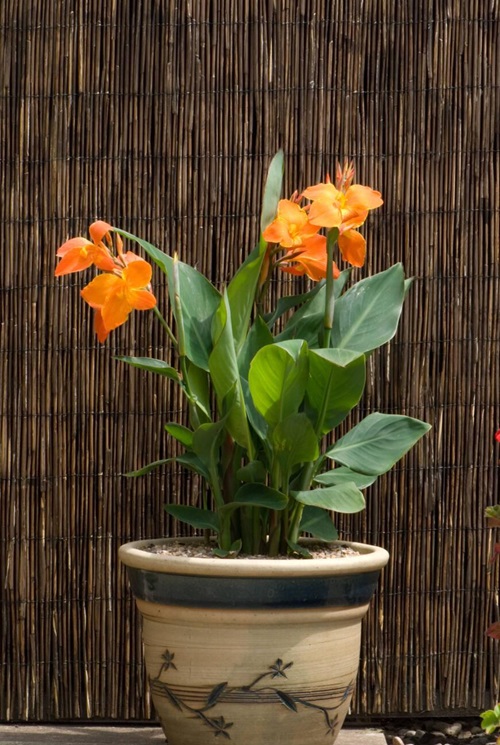 Vaijayanti flower pot