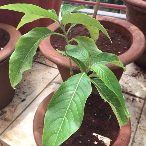 Adulsa Plant propagation by stem cutting