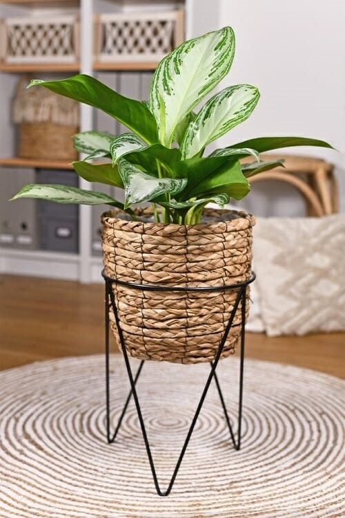 Chinese Evergreen on metal plant stand