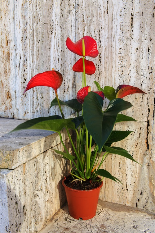 Flamingo Lily flower pot on stairs