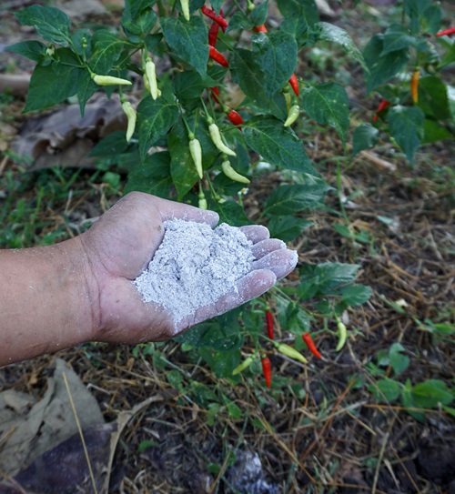 Apply Wood Ash Tricks for Getting More Chilli Flowers