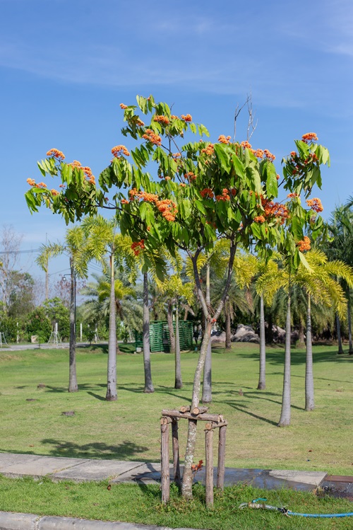 Ashoka Tree with orange flowers