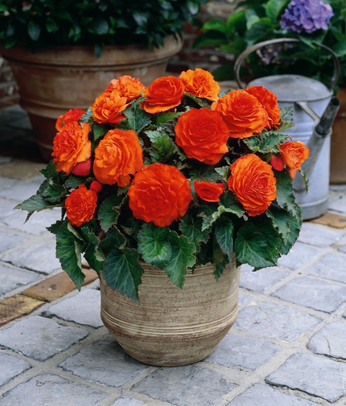 Begonia flower pot in garden orange flower in india