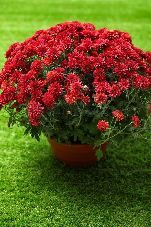 Laal Guldavdi flower pot in garden 