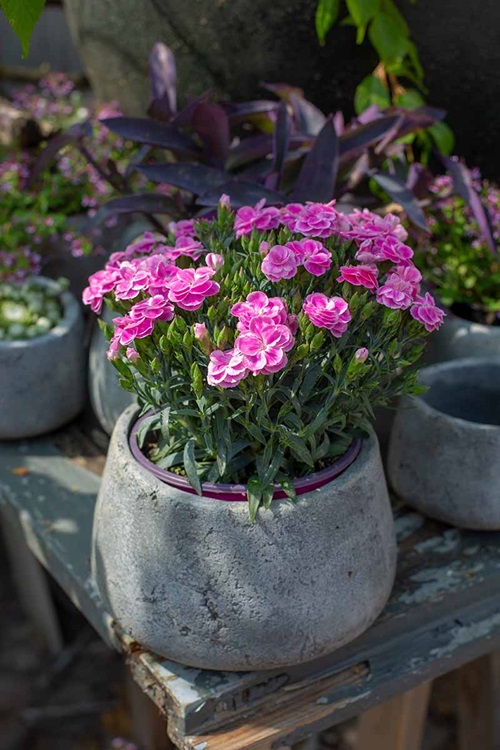 Carnation pink flower planter on garden table