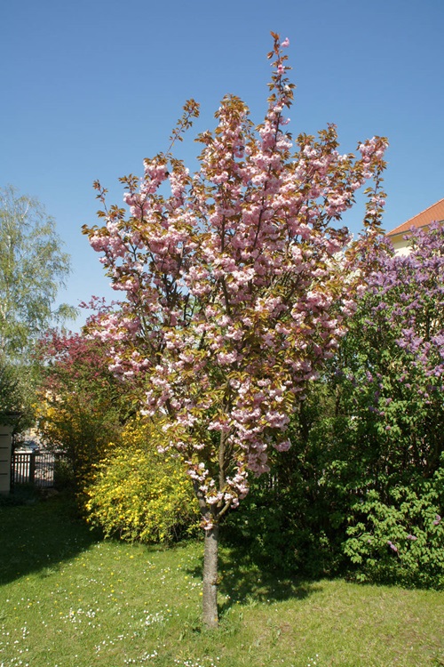Cherry Blossom pink flower tree in garden
