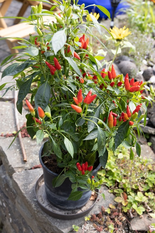 Get More Chilli Flowers for More Harvest
