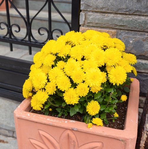 Chrysanthemum flower pot on beside entrance