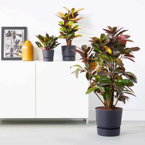 Crotonblack color planter on floor and drawer