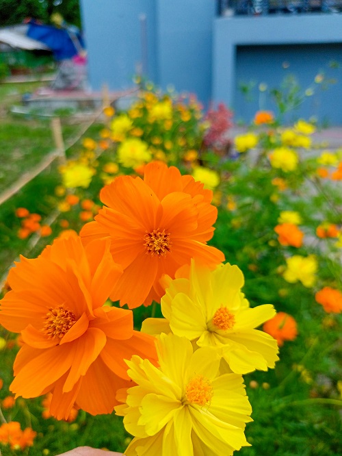 Cosmos Flower Season in India 2