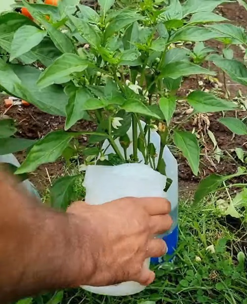Cow Milk Tricks for Getting More Chilli Flowers