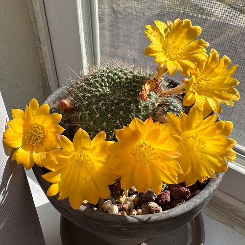Crown cactus With Yellow Flowers