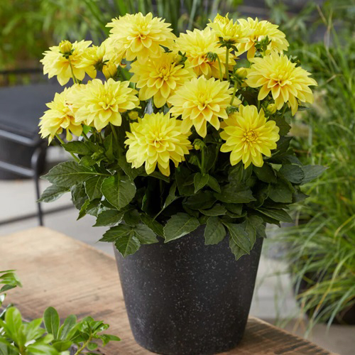 Dahliaflower pot on table best yellow flower in india