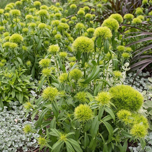 Dianthus green flowers in india