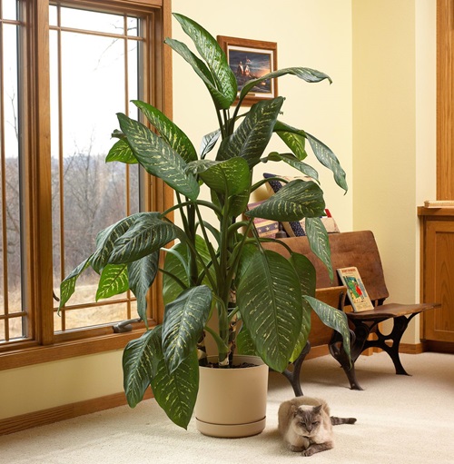 Dieffenbachia healthy plant near window