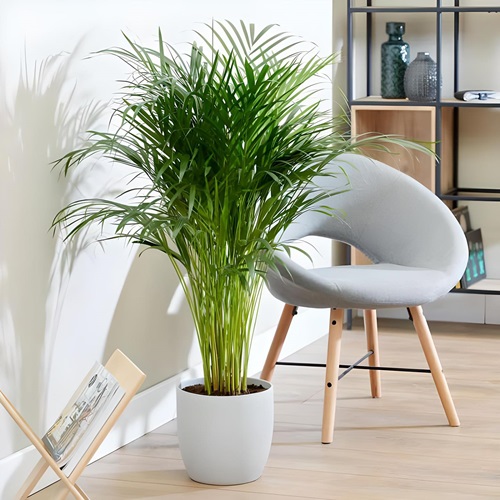 Areca Palm near chair Best Decorative Plants in India