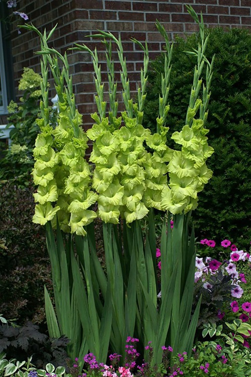 Green Gladiolus flowers in garden