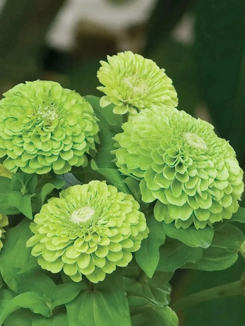 Green Dahlia flowers in india