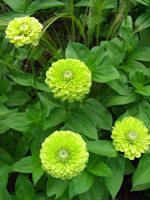 Green Zinnia flower in india